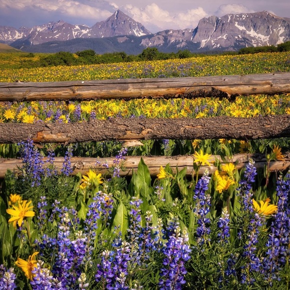 Silent 🤫 Auction Share shows - Picture 4 of 12